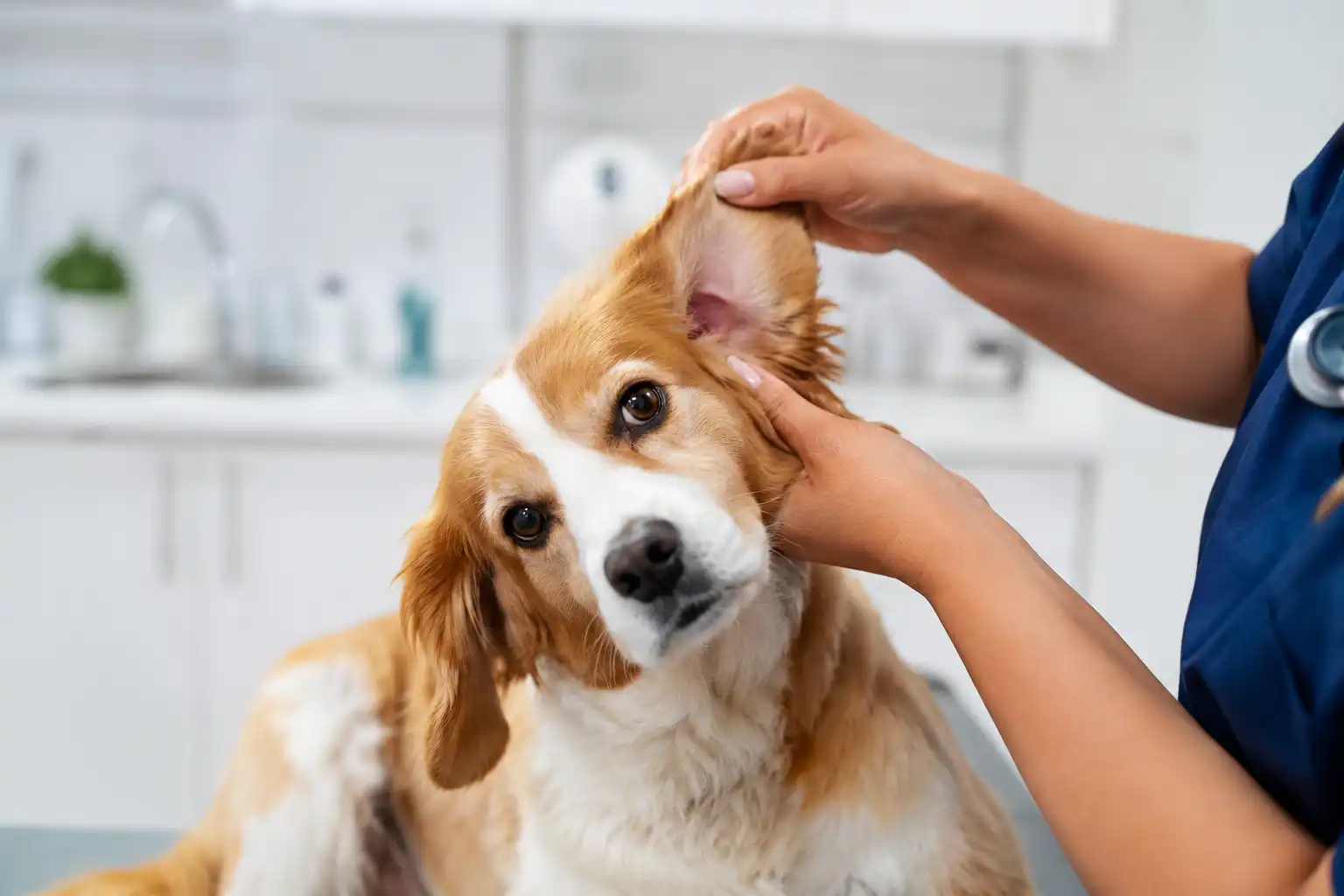 Ear Infections